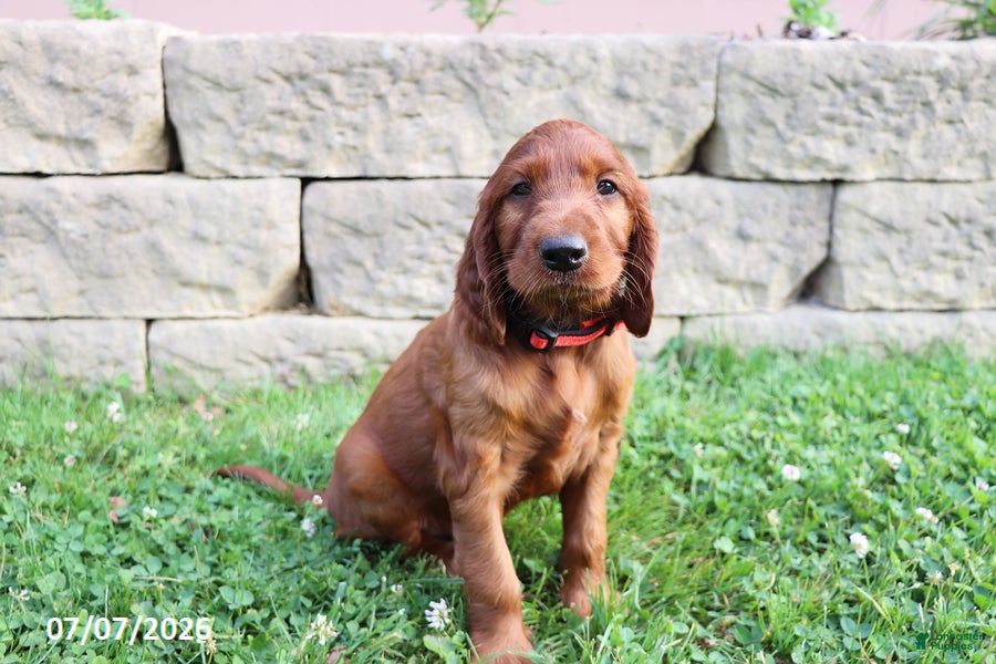 Irish Setter dogs Big Red - Ad 1
