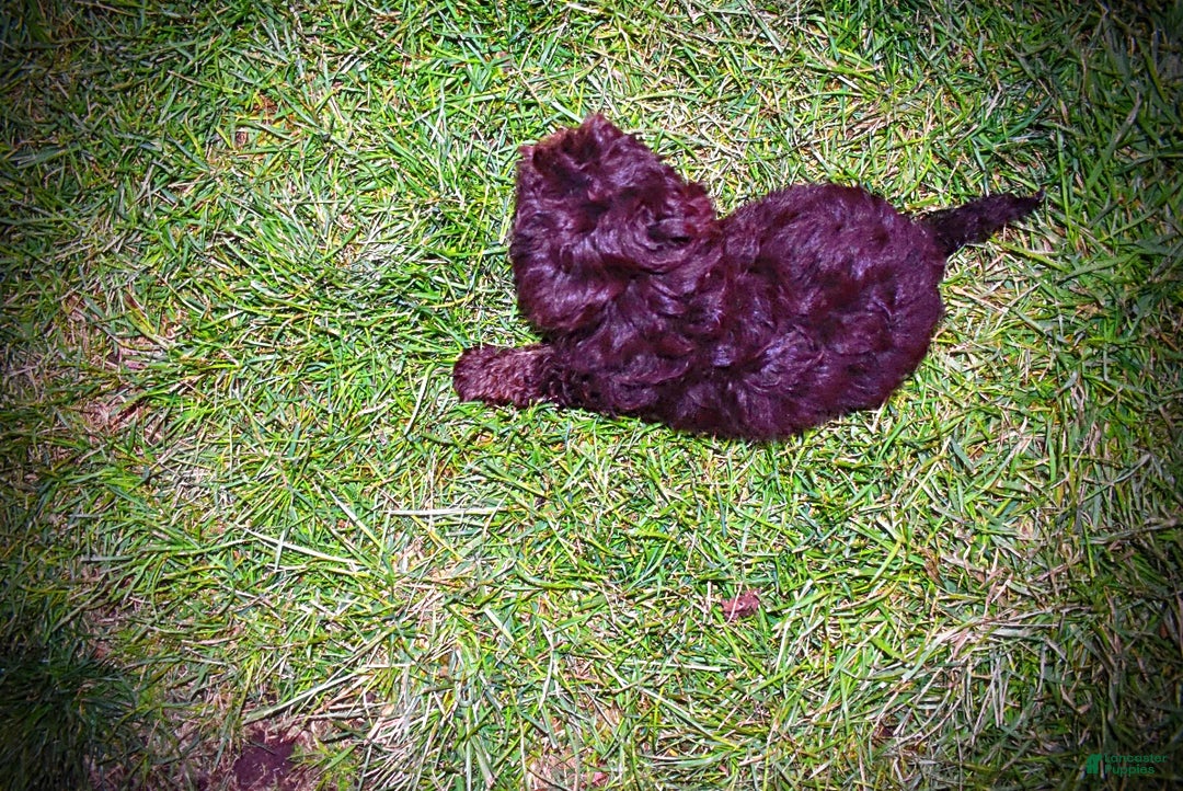 Havapoo dogs for sale: Yogi - Ad 9