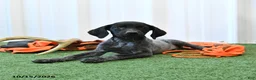 German Shorthaired Pointer dogs for sale: Lassie - Ad 4