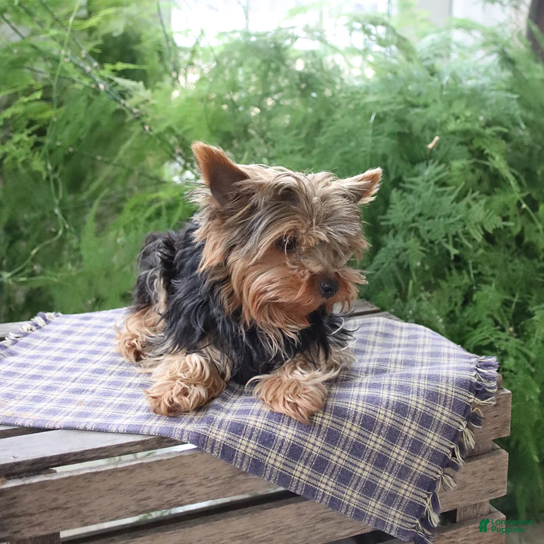 Yorkshire Terrier dogs for sale: Mogli - Ad 3