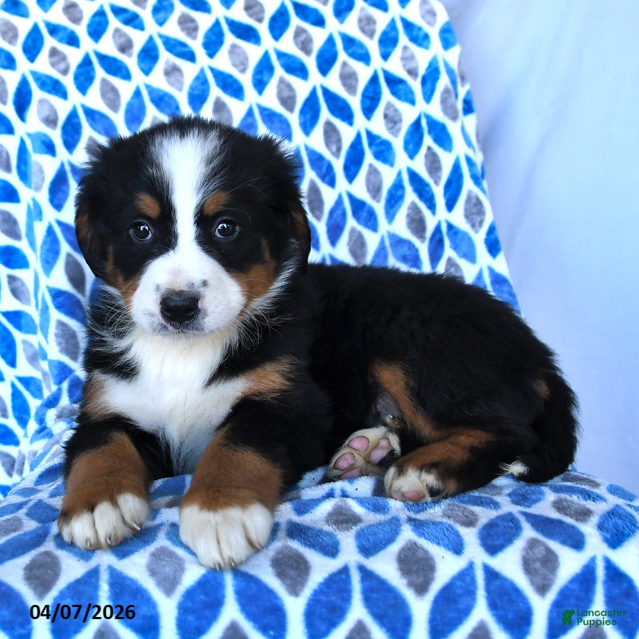 Bernese Mountain Dog dogs Jade - Ad 2