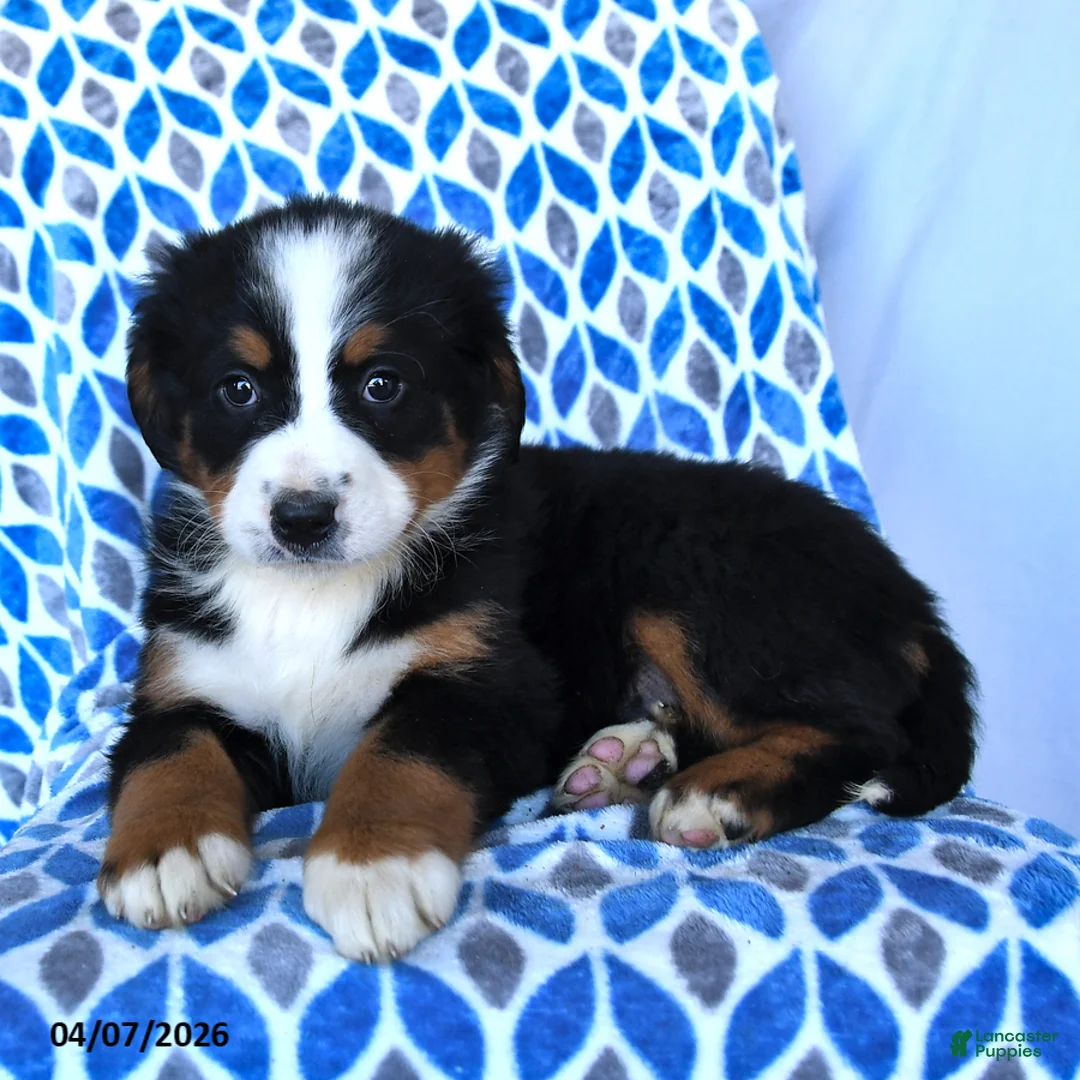 Bernese Mountain Dog dogs for sale: Jade - Ad 2