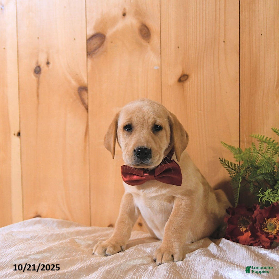 Labrador Retriever dogs for sale: Sunshine - Ad 5