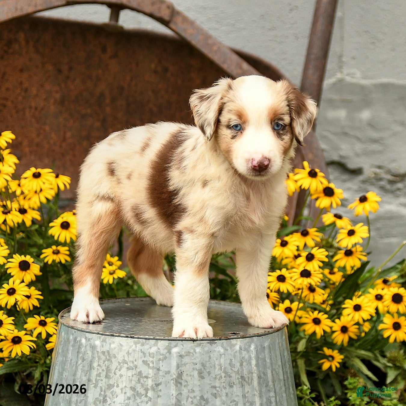 Australian Shepherd dogs Fiona - Ad 1