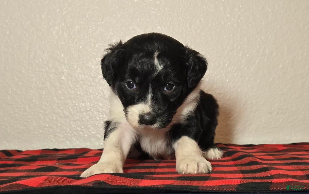 Mini Aussiedoodle dogs for sale: Finn – Male - Ad 5