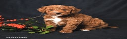 Toy Poodle dogs for sale: Logan - Ad 2