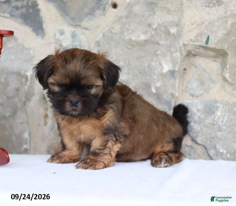 Shih Tzu dogs Peter - Ad 1