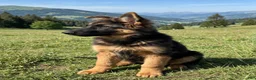 German Shepherd dogs for sale: German Shepherd 2 - Ad 3