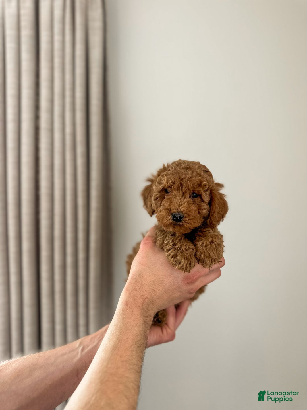 Mini Goldendoodle dogs for sale: Kai - Ad 1