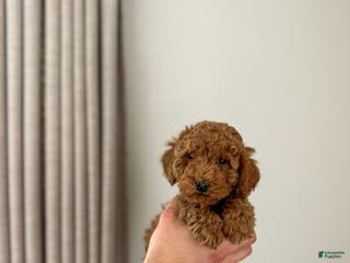 Mini Goldendoodle dogs Kai - Ad 19