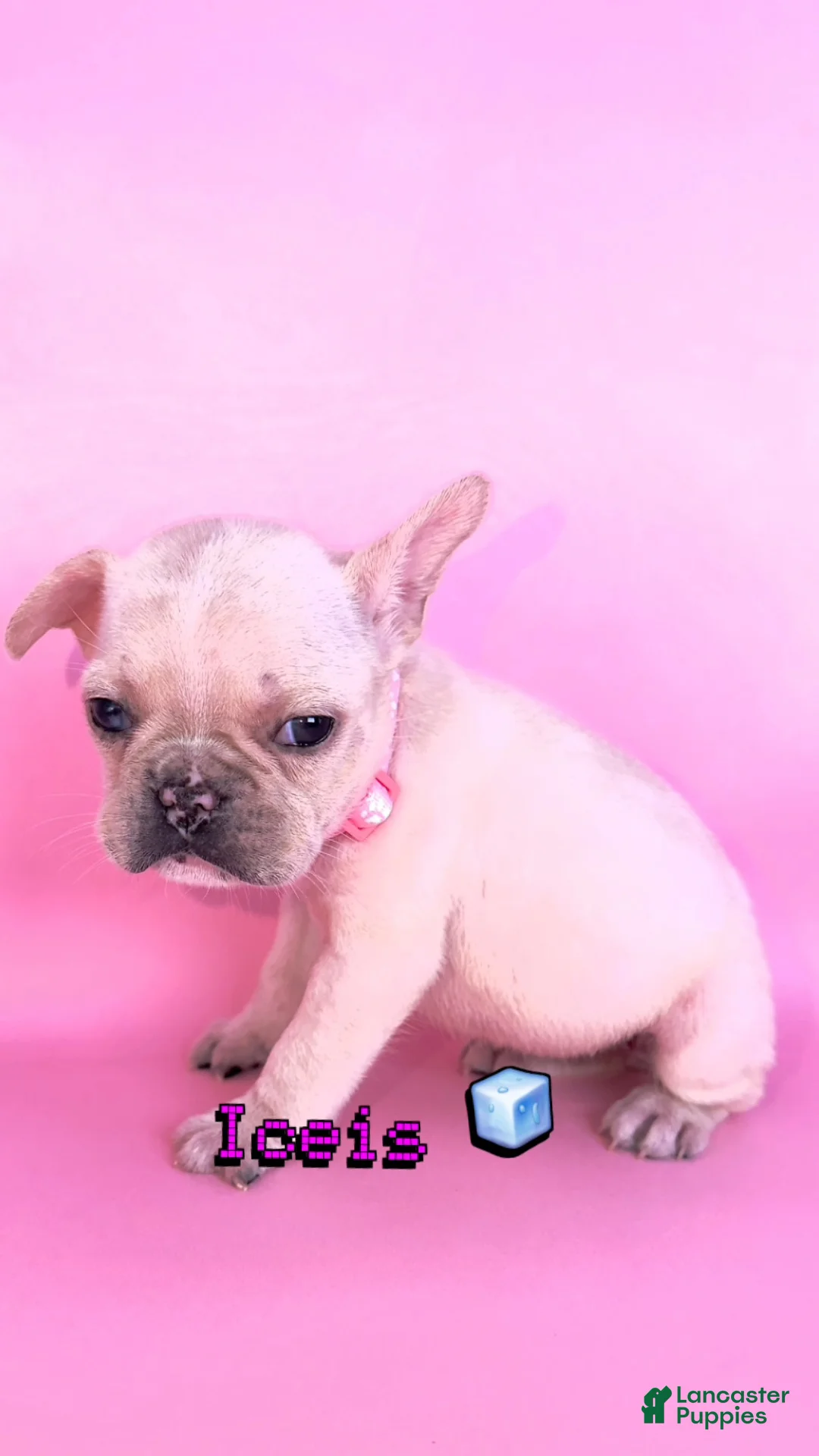 French Bulldog dogs for sale: Iceis 🧊🐾 - Ad 2