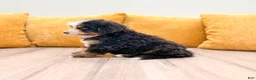 Bernese Mountain Dog dogs for sale: Rover - Ad 3