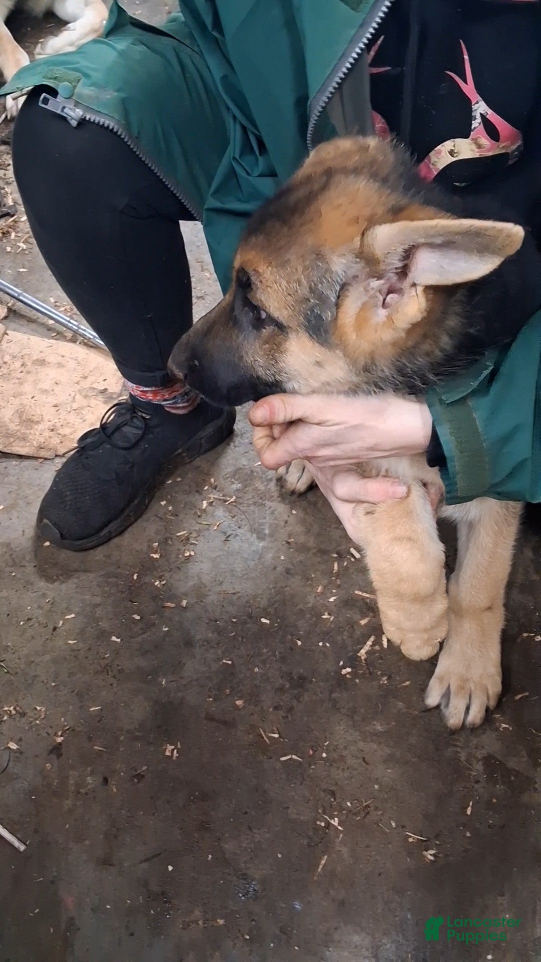 German Shepherd dogs for sale: German Shepherd Puppy 1 - Ad 3