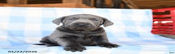 Labrador Retriever dogs for sale: Thunder - Ad 1