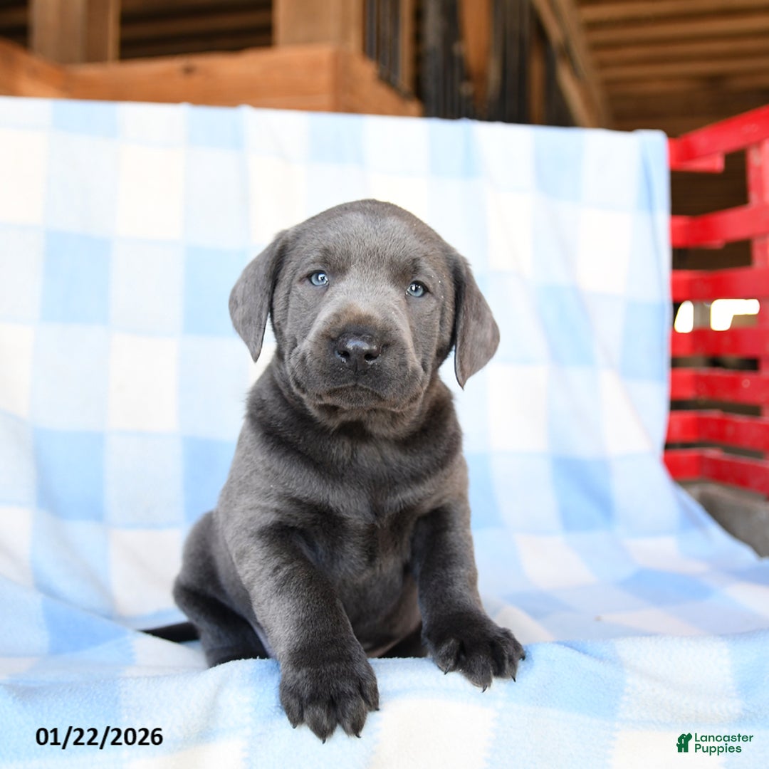 Labrador Retriever dogs for sale: Thunder - Ad 1