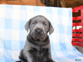 Labrador Retriever dogs for sale: Thunder - Ad 1