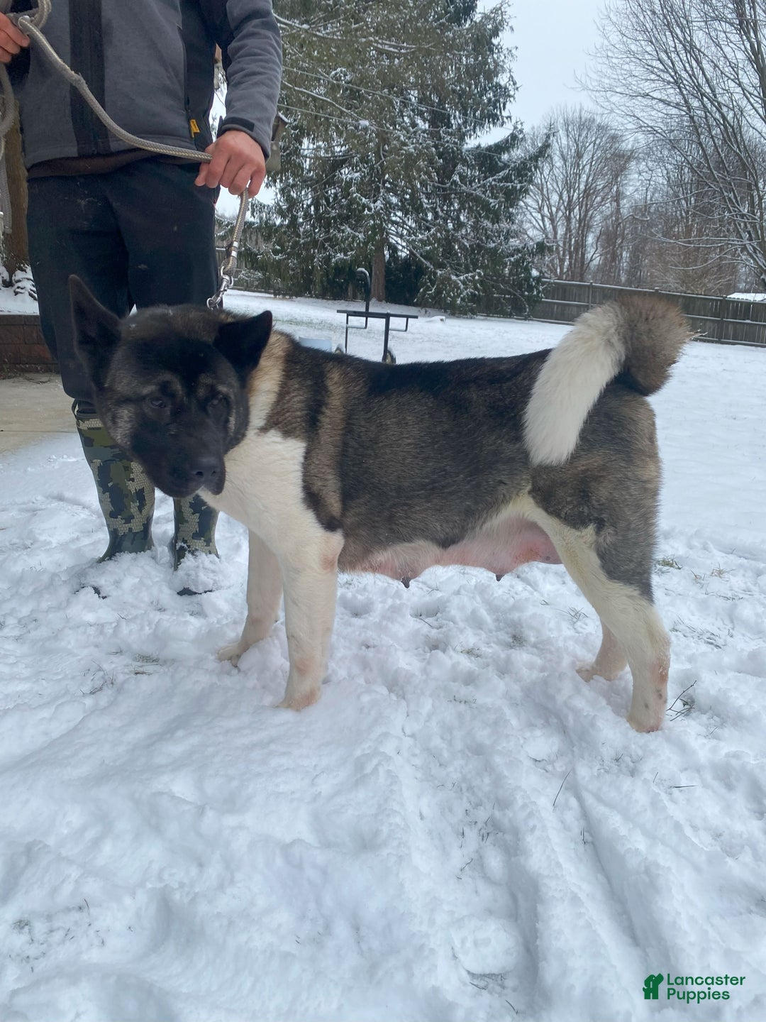 Akita dogs for sale: Melody - Ad 4