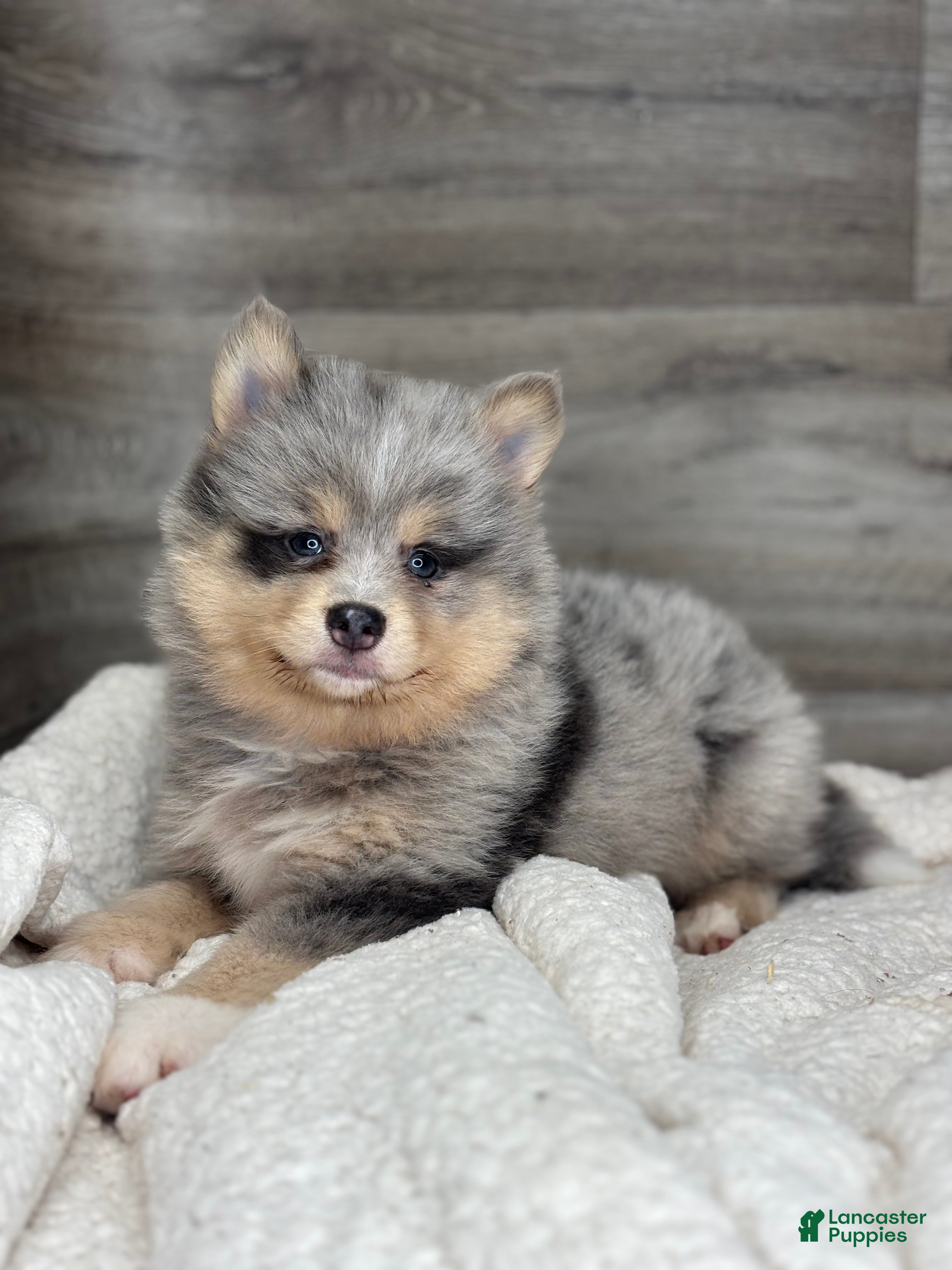 Pomsky dogs Patrick - Ad 2
