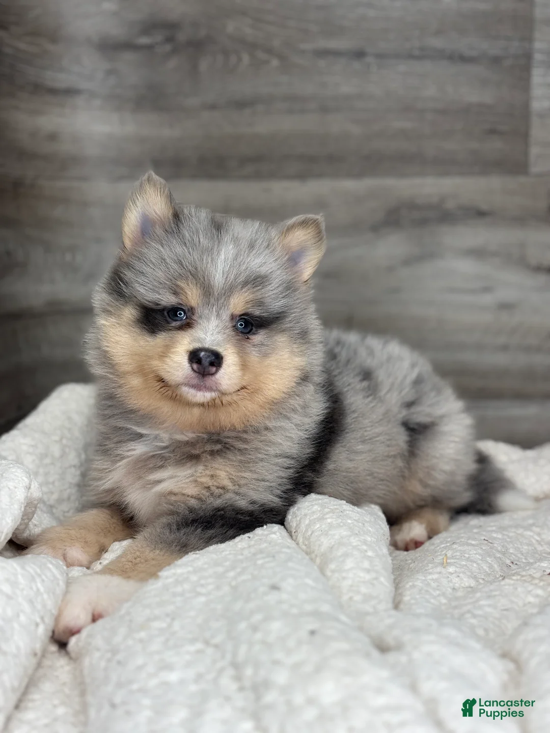 Pomsky dogs for sale: Patrick - Ad 2