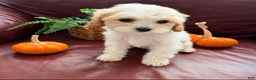Cavapoo dogs for sale: Lola - Ad 1