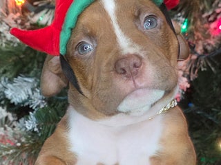 American Pit Bull Terrier dogs Bruce - Ad 17