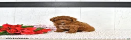 Miniature Poodle dogs for sale: Kaiden - Ad 9
