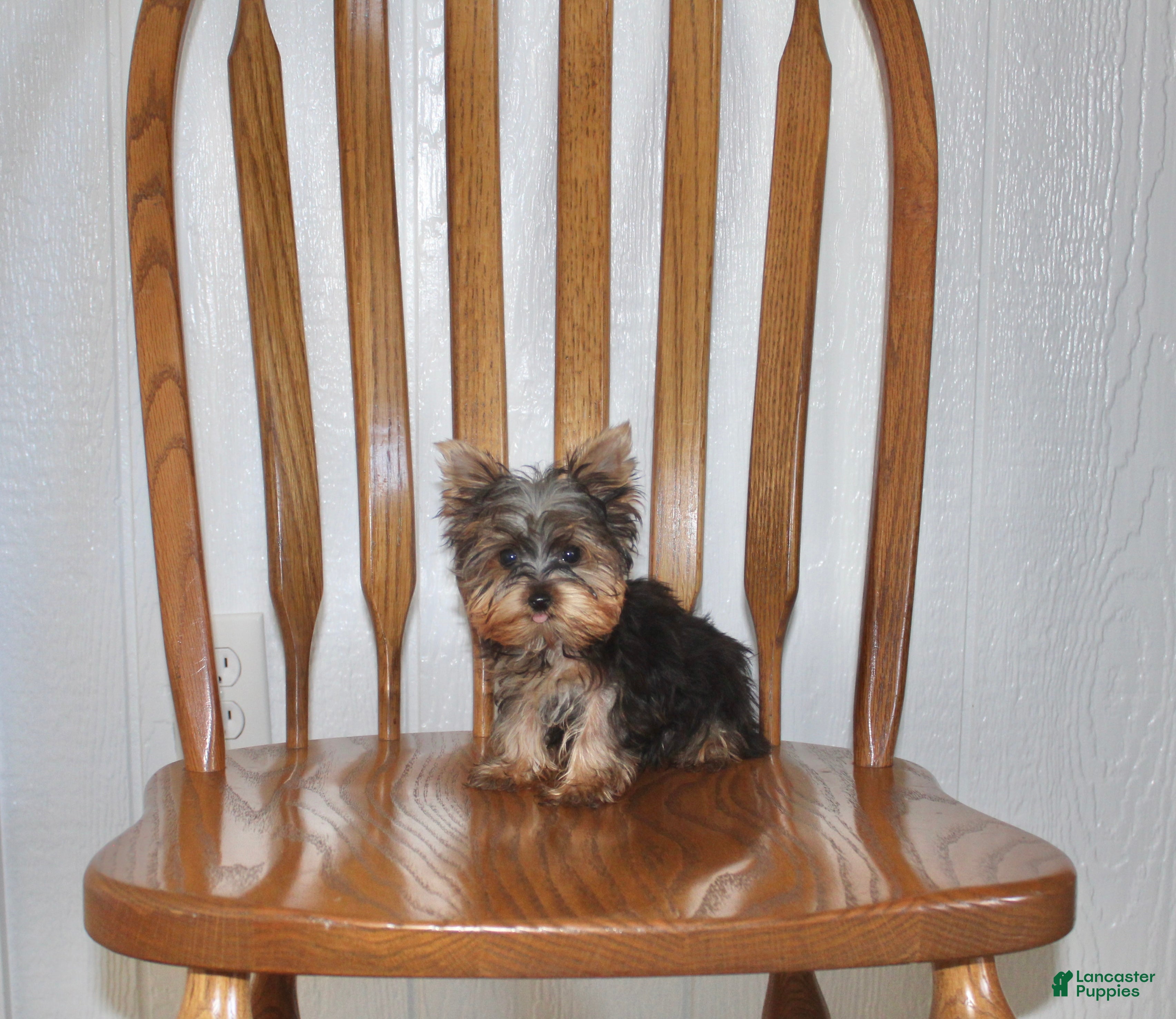 Yorkshire Terrier dogs for sale: Tiny - Ad 2