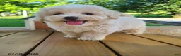 Bichpoo dogs for sale: Lonnie - Ad 5