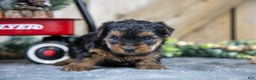 Yorkshire Terrier dogs for sale: Romper - Ad 3