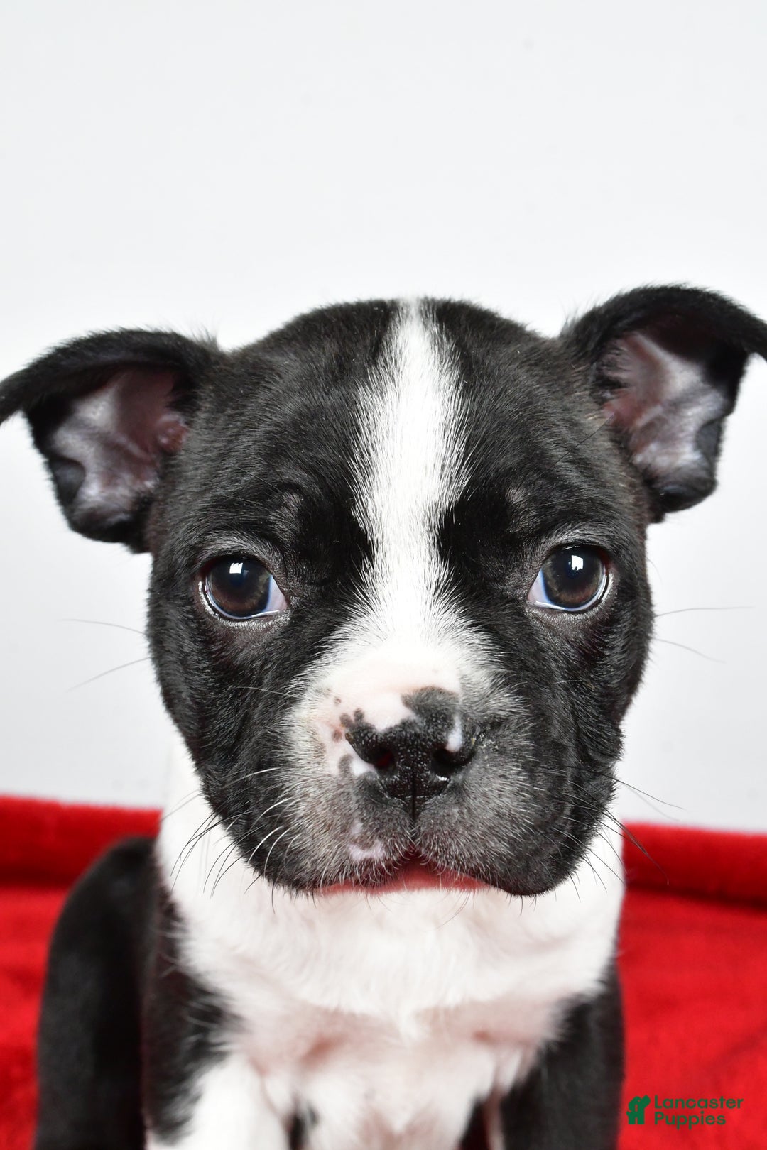 Boston Terrier dogs for sale: Scott - Ad 9