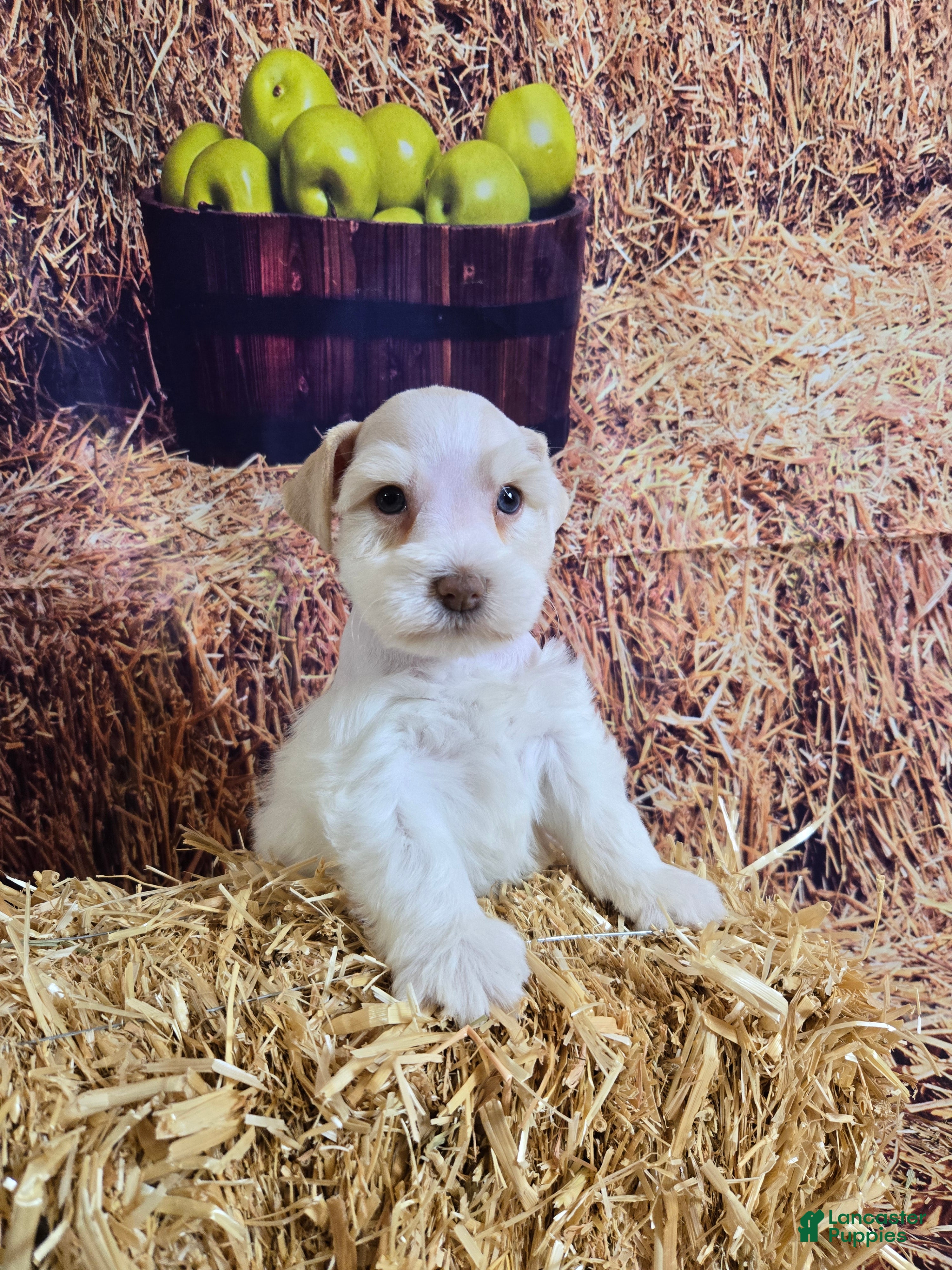 Miniature Schnauzer dogs Migo, Miniature Schnauzer Puppy Male - Ad 1