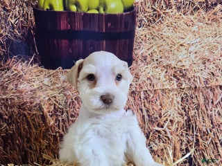 Miniature Schnauzer dogs Migo, Miniature Schnauzer Puppy Male - Ad 39