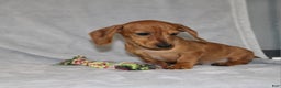 Miniature Dachshund dogs for sale: Cooper - Ad 1