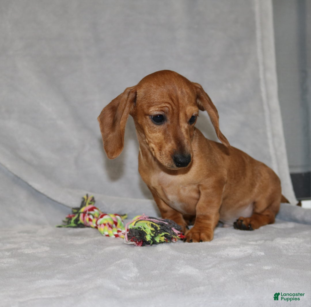 Miniature Dachshund dogs for sale: Cooper - Ad 1