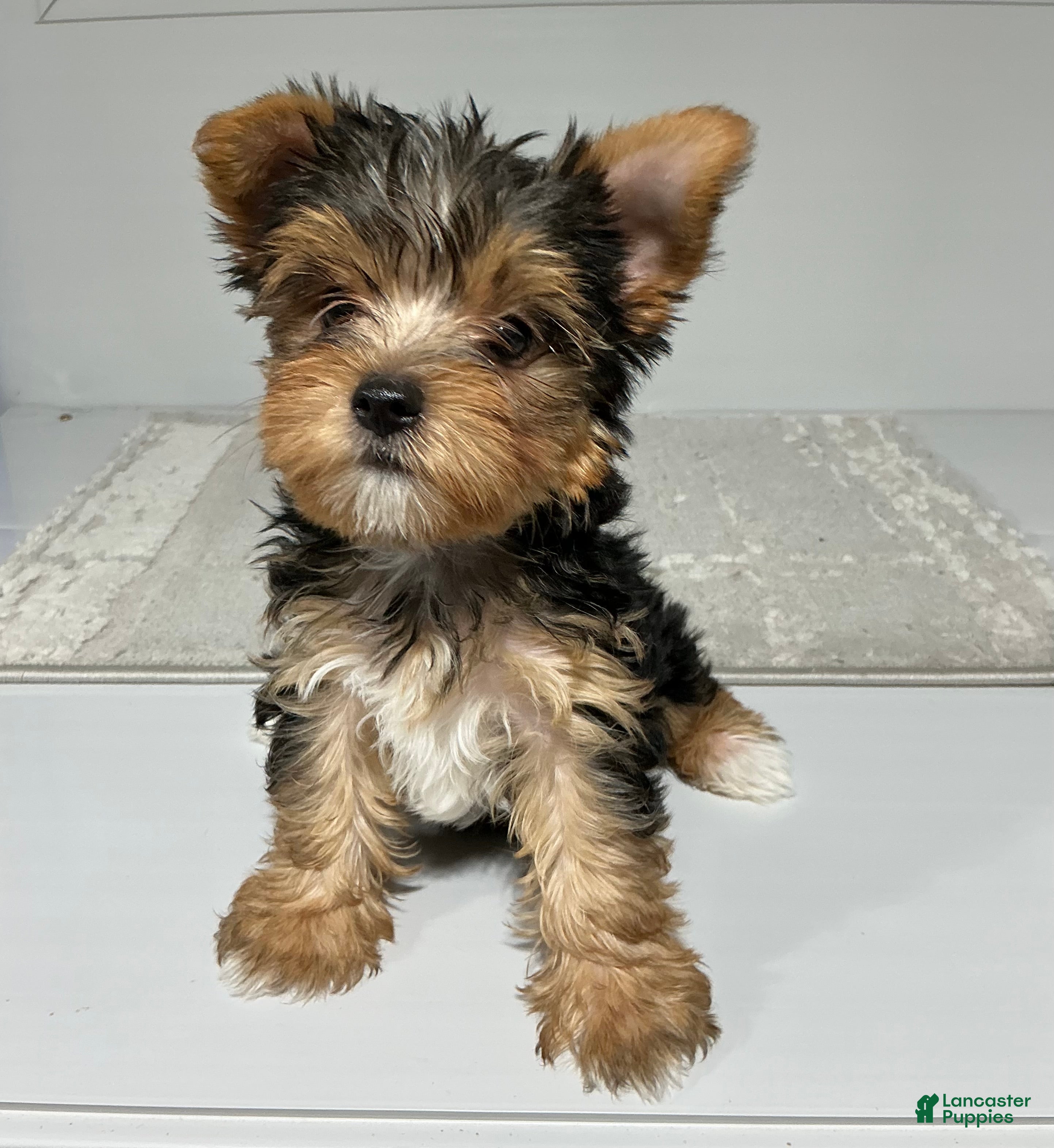 Yorkshire Terrier dogs Ruger - Ad 1