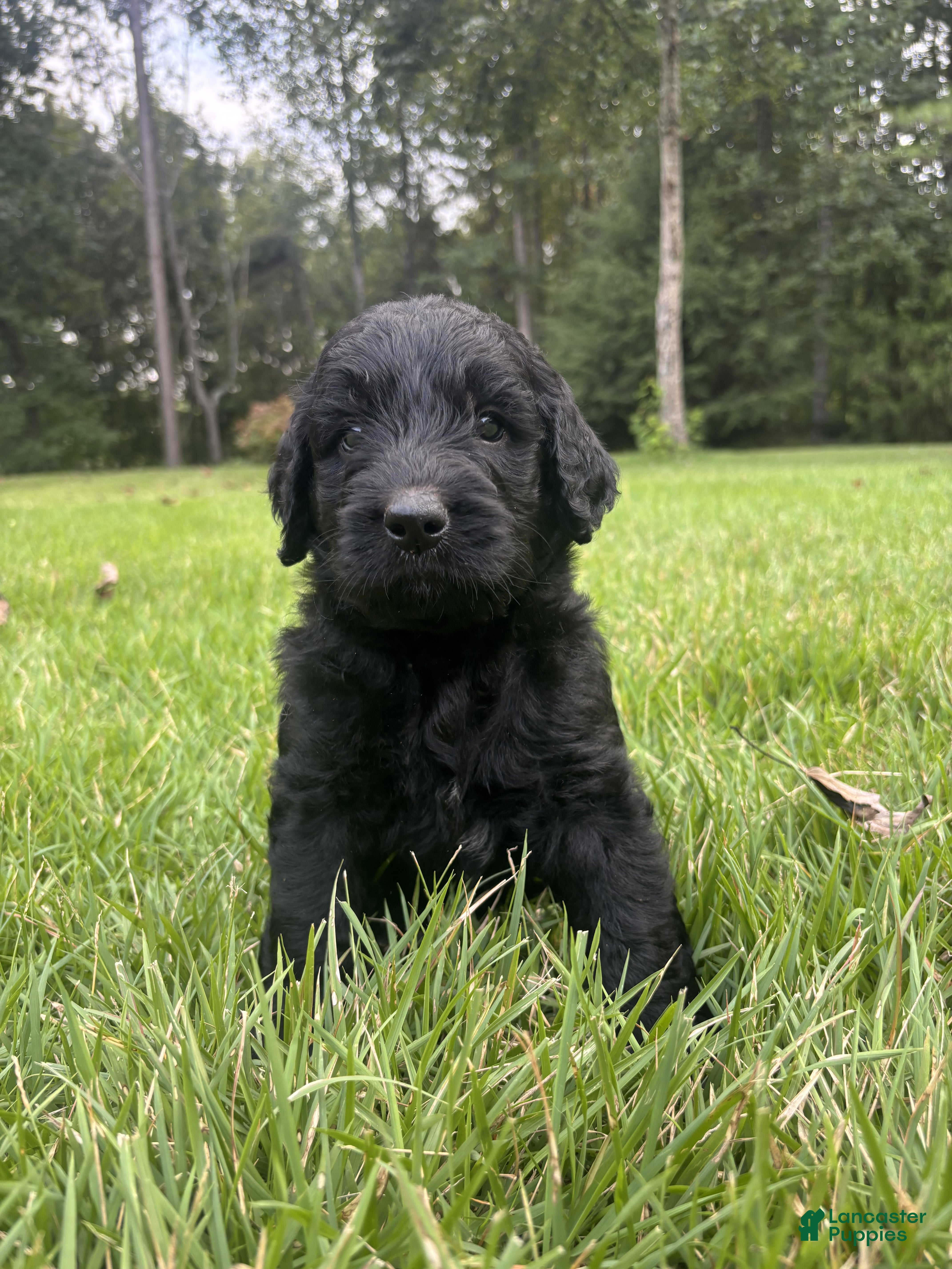 Goldendoodle dogs Slate - Ad 1