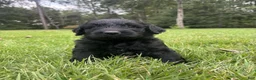 Goldendoodle dogs for sale: Slate - Ad 1