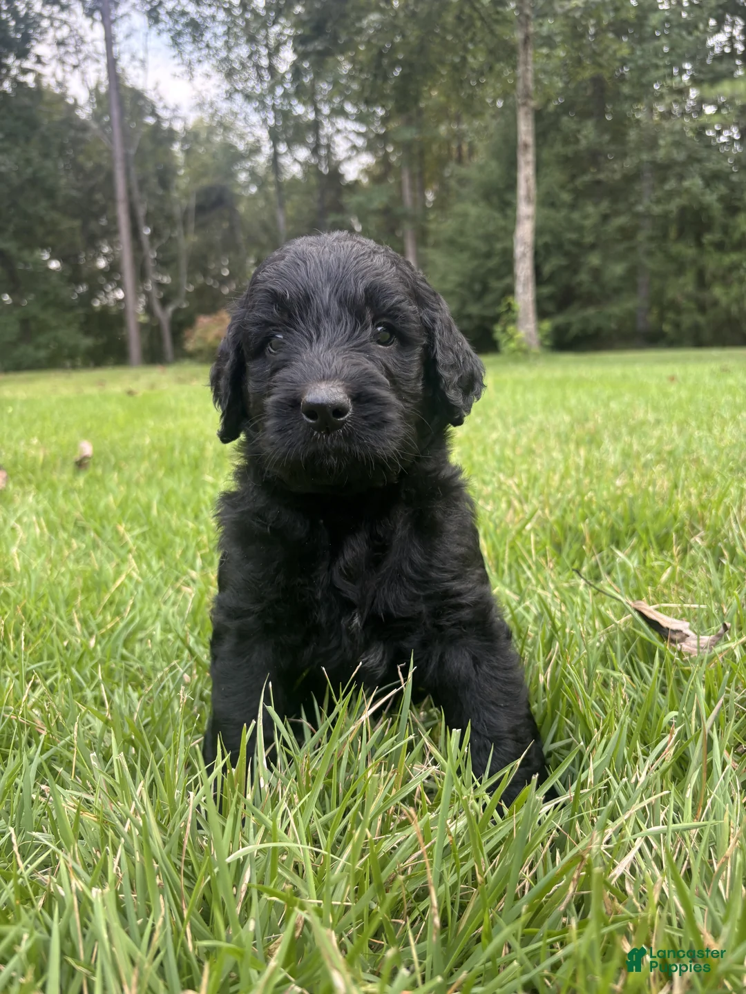Goldendoodle dogs for sale: Slate - Ad 1