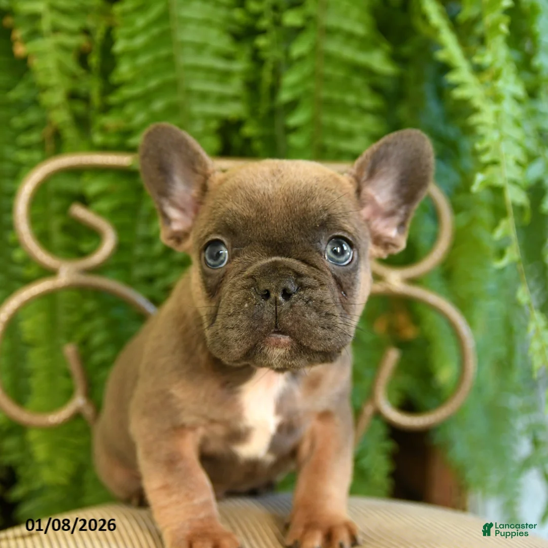 French Bulldog dogs for sale: Trax - Ad 13