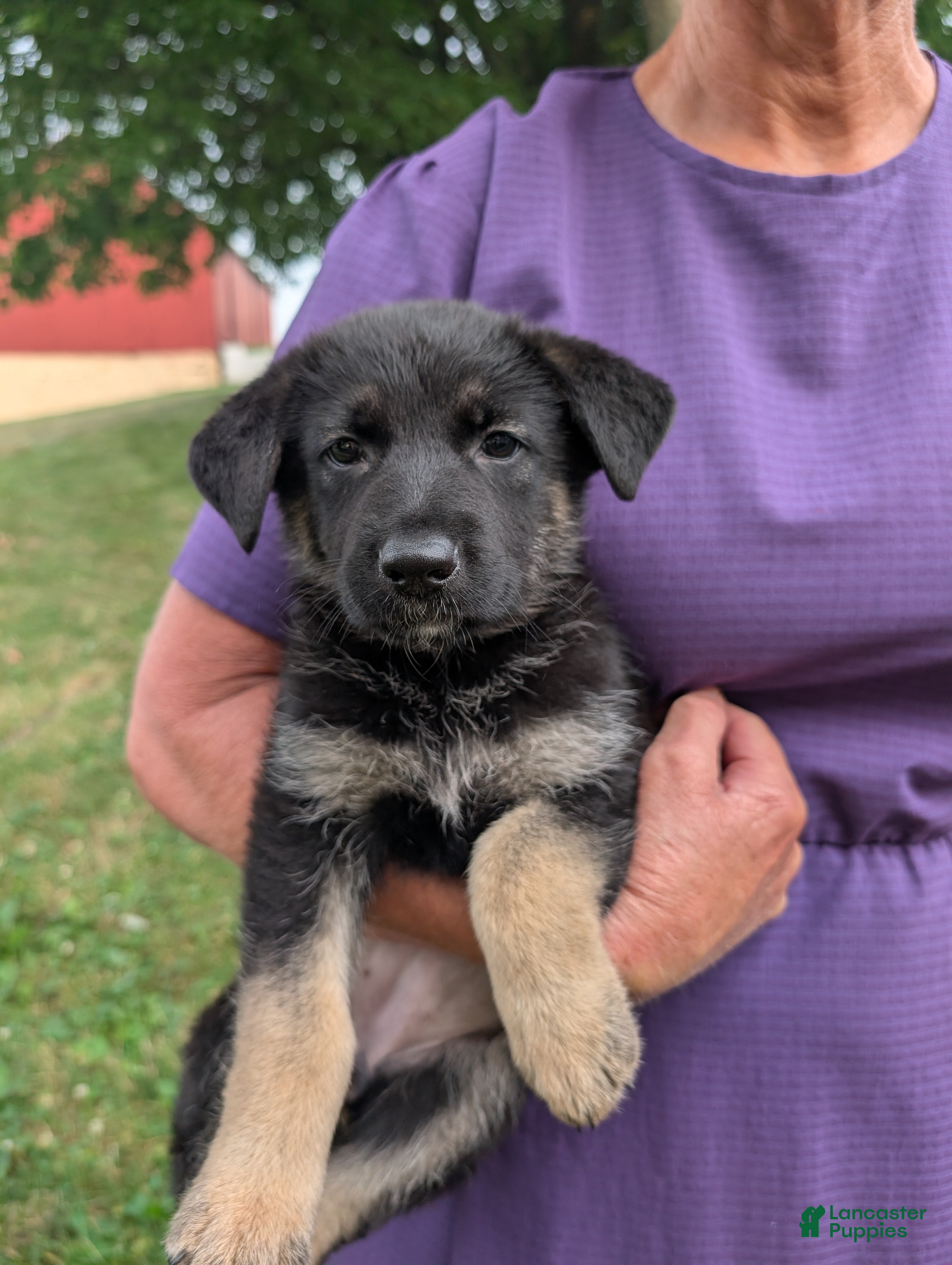 German Shepherd dogs Mandi  - Ad 2