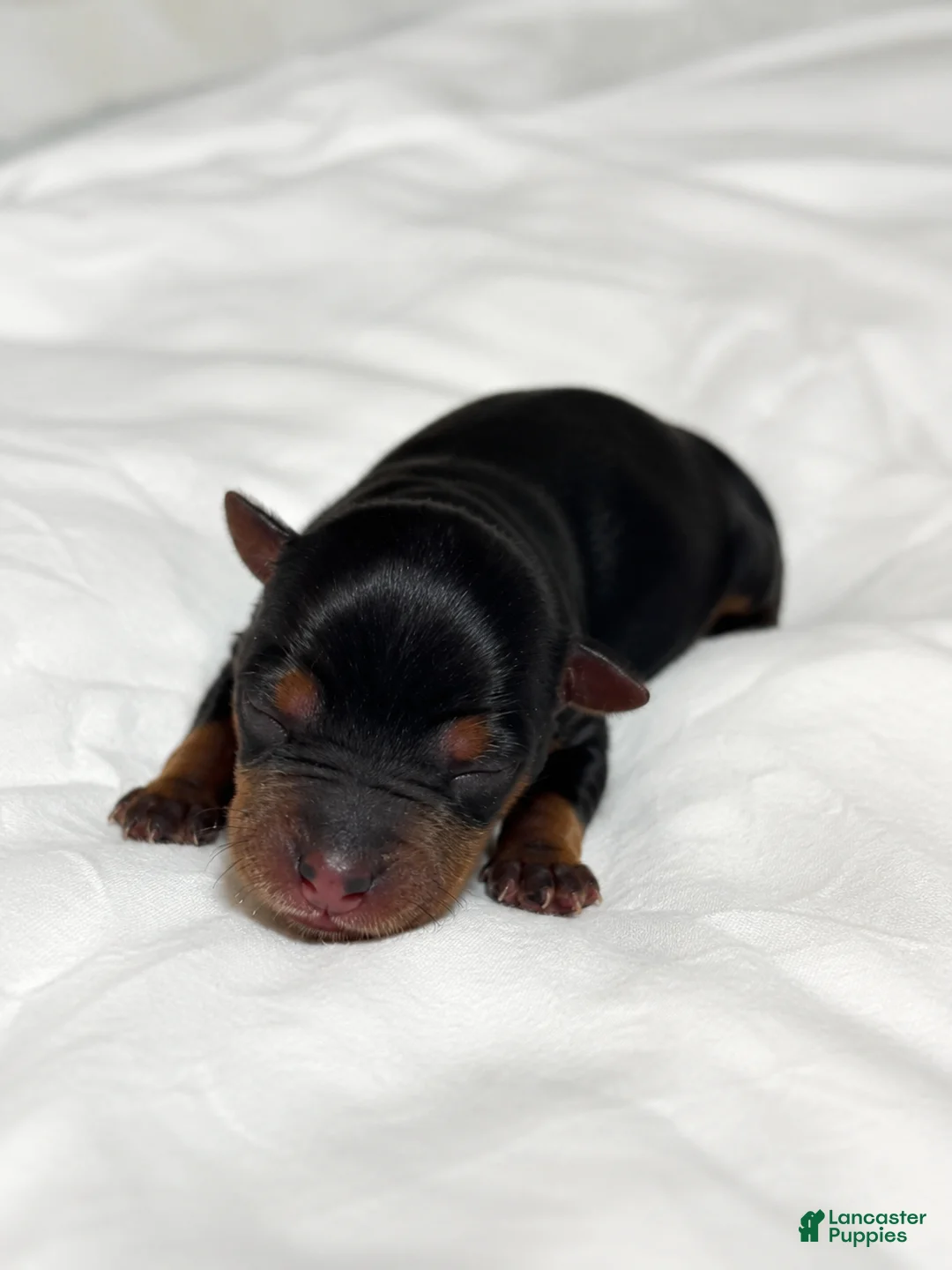 Yorkshire Terrier dogs for sale: Yorkshire Terrier 1 - Ad 1