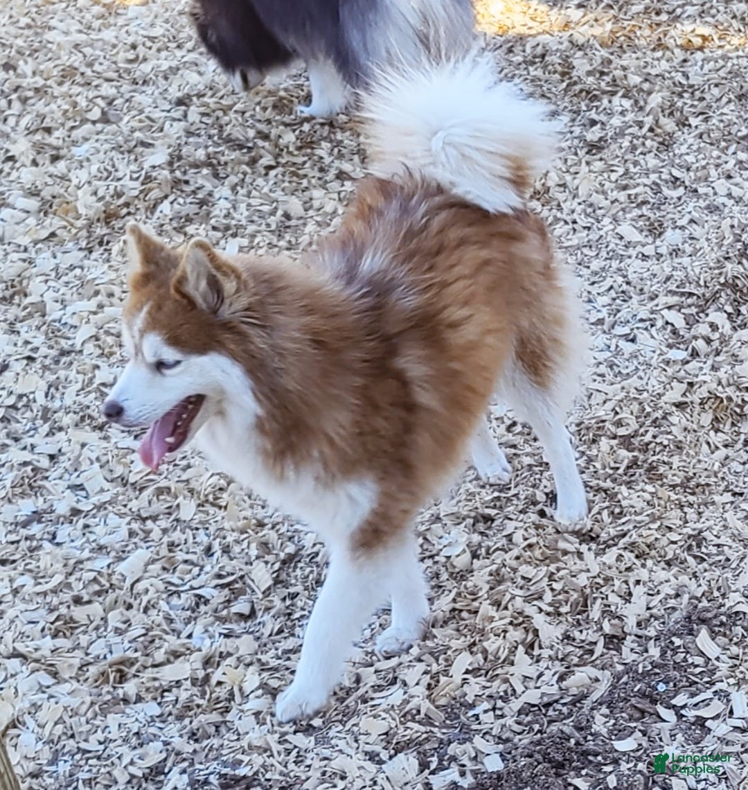 Pomsky dogs for sale: Blue Robin - Ad 10