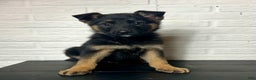 German Shepherd dogs for sale: Donny - Ad 2