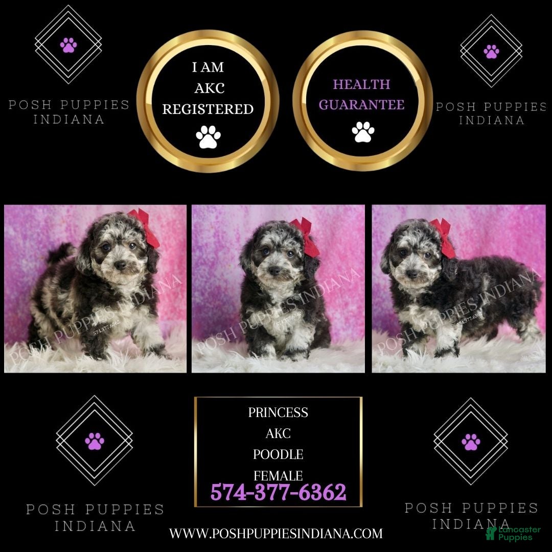 Toy Poodle dogs for sale: Princess - Ad 2