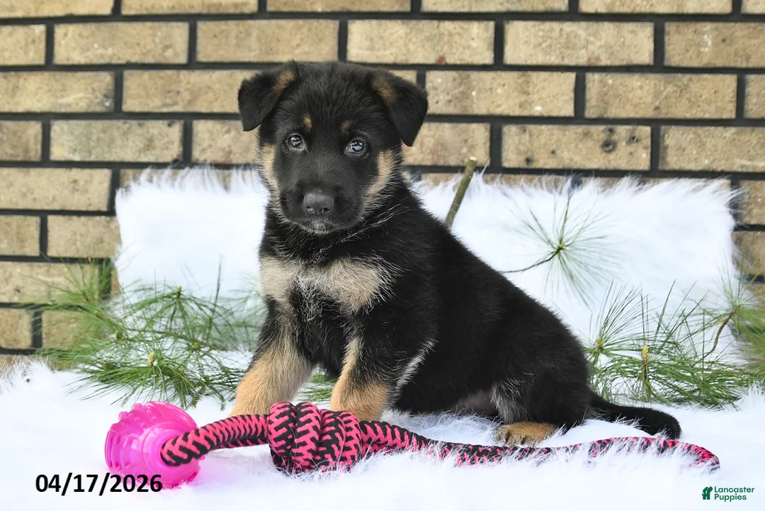 German Shepherd dogs for sale: Charles - Ad 1