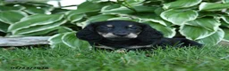 Miniature Dachshund dogs for sale: Winnie - Ad 3