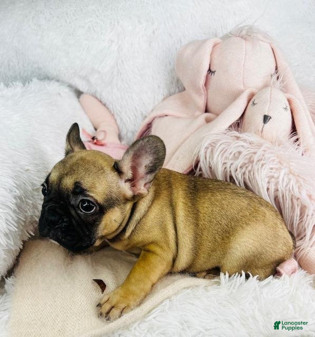 French Bulldog dogs for sale: Frank - Ad 3