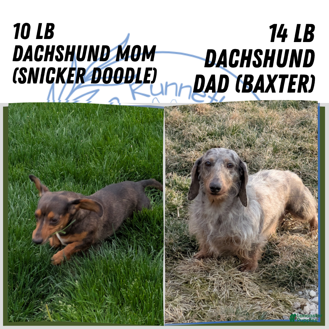 Miniature Dachshund dogs for sale: Xavier - Ad 13