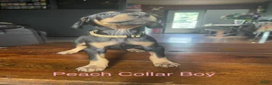 Doberman Pinscher 5