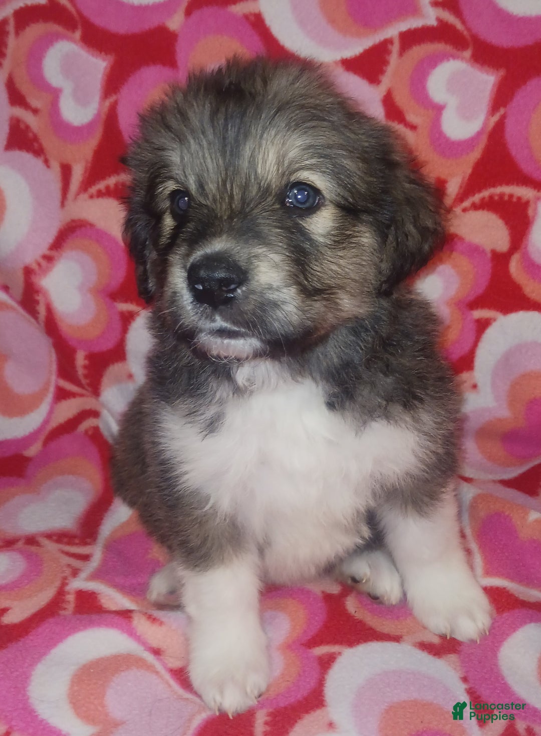 Mixed Breed dogs for sale: Romeo - Ad 4